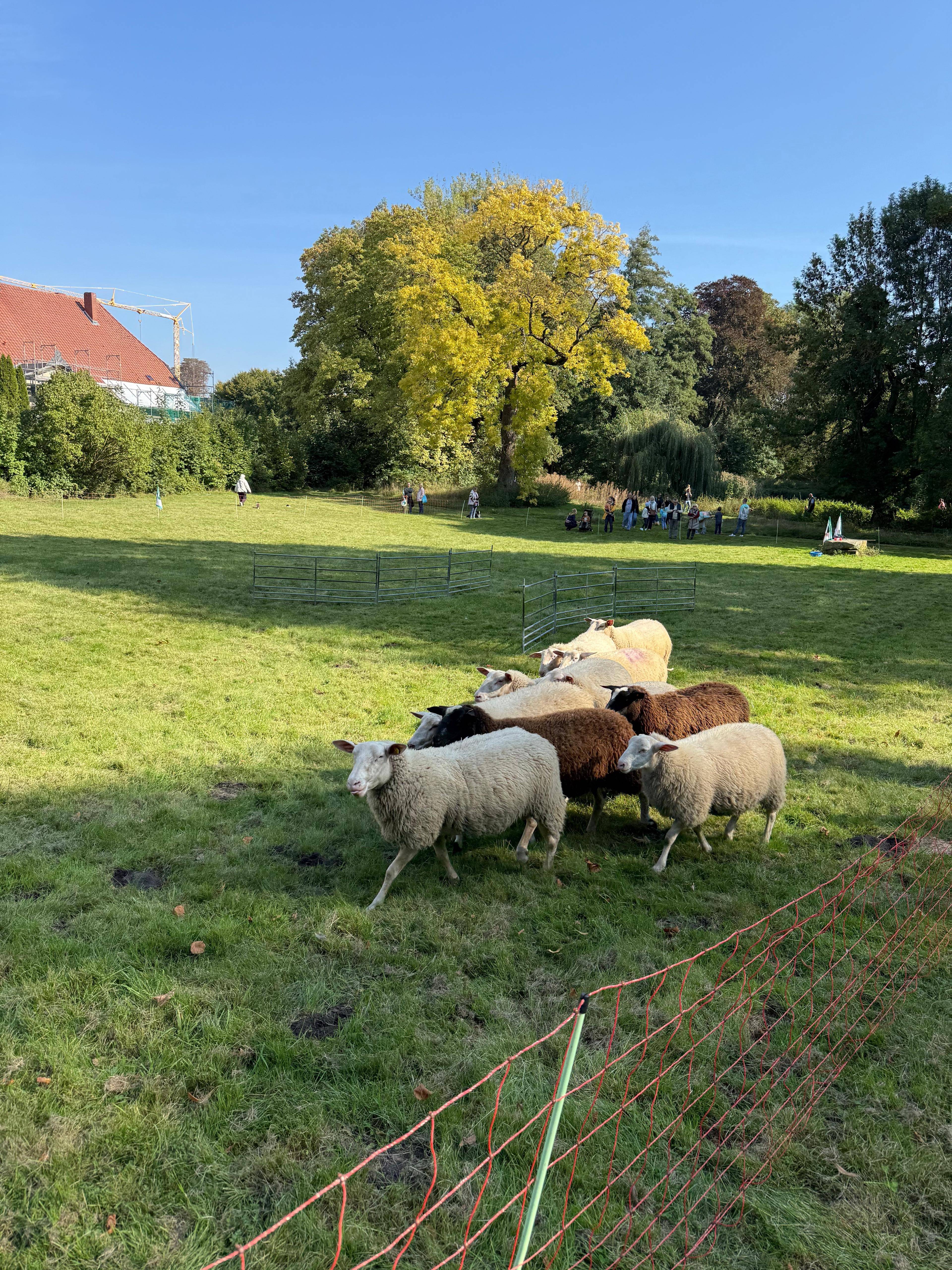 schafe im Gutshof